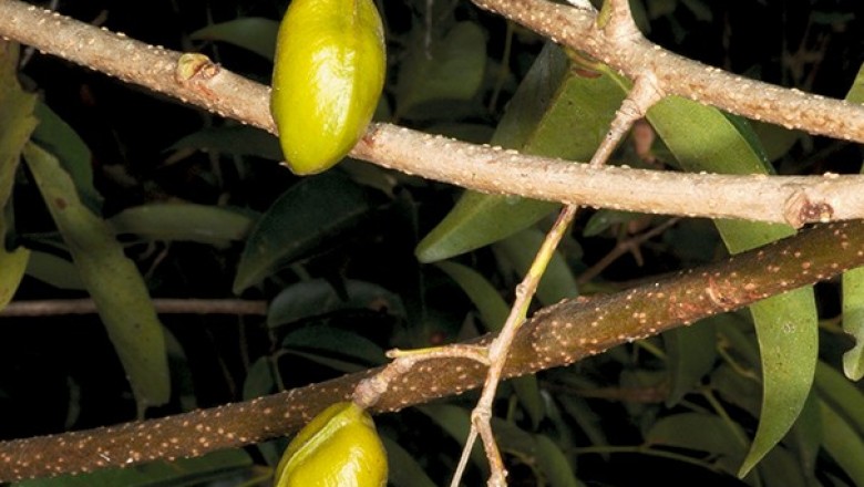Cây Lốp bốp. Connarus cochinchinensis - Cây Thuốc Nam Quanh Ta